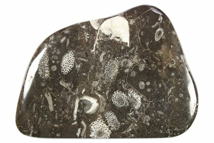 Polished Devonian Fossil Coral and Bryozoan Plate - Morocco #273124